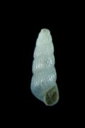 Chrysallida&nbsp;indistincta